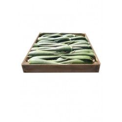 5 Kg Frische Aloe Vera Blatter